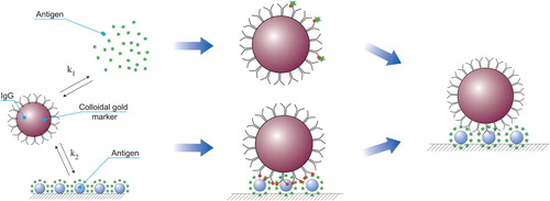 Figure 1. Scheme of traditional immunochromatographic analysis showing that a large amount of antigen in the sample is required to block all antigen-binding sites.