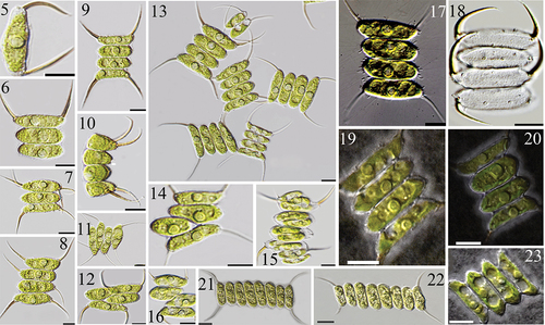 Figs 5–23. Morphological traits of AICB 1155 (Figs 5–21) and AICB 1572 (Figs 22, 23) strains. Coenobia with 1 cell (Fig. 5), 3 cells (Figs 6, 7), 2 and 4 cells (Figs 8–20, 23), 8 cells (Figs 21, 22), showing shifted cells (Figs 11, 12, 14, 16) and additional spines (Figs 7, 8, 11). The coenobia may be curved in side view (Fig. 10) and show the mucilaginous sheath and slightly visible perforations between the cells when stained with Indian ink (Figs 19, 20, 23). Fig. 15. A 4-celled coenobium at the end of cell division when each cell was releasing a new 4-celled coenobium. Fig. 18. Fine rib-like structures are interrupted by rosettes and tubular structures protruding through the honeycomb mesh, appearing as fine granules at the surface, can be seen on the empty coenobia. Fig. 17. Bristles which originate in the rosettes surround the coenobium.