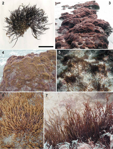 Figs 2–7. Calliblepharis hypneoides. Habit and habitat. 2. Type specimen collected in the Aguilar beach, Asturias, Spain, (SANT-Algae 26428). 3–7. Turf on sand-covered rocks from the lower intertidal at Biarritz, France (3, 7), the low intertidal at Aguilar beach, Asturias, Spain (4, 6); and the upper subtidal of Santa Comba beach, Galicia, Spain (5). Scale bar = 2 cm.