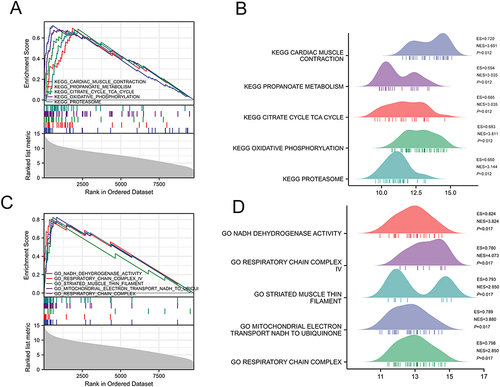 Figure 3 Results of GESA in HCM of GSE32453 database. (A) KEGG enrichment analyses using GSEA. (B) Results for GESA-KEGG ridgeline plots. (C) GO enrichment analyses using GESA. (D) Results for GESA-GO ridgeline plots.