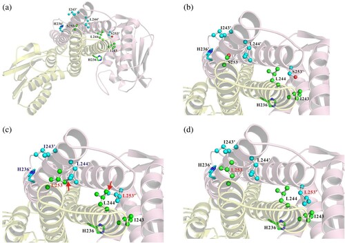 Figure 2. Structural models of PmrB. (a) The modelling structure of the Type 1 PmrB homodimer is shown as a cartoon diagram; one subunit is shown in light pink and the other is shown in light yellow. (b, c, and d) Close-up view of two types of orientations of Ser253Leu (Type 2a and Type 2b) with substitution of PmrB. The side chains of His236 and His236' are shown as green and cyan stick models, respectively. The carbon atoms of Ile243, Leu244, Ser253, and L253 are shown as blue ball and stick models, respectively. The carbon atoms of Ile243', Leu244', Ser253', and L253' are shown as cyan ball and stick models. Oxygen atoms are shown in red. The steric collisions between L253 and L244' or L253' and L244 of Type 2b are indicated by arrows (b).