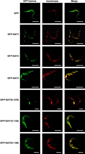 Figure 2.  Subcellular localization of GAT1, GAT2, and GAT3 variants. Procyclic trypanosomes were stably transfected with chromosomally-integrated plasmids designed for inducible expression of GFP-fusion proteins. After overnight induction, cells were processed for immunofluorescence with a polyclonal anti-hexokinase antibody as glycosomal marker. Full-length GAT1, full-length GAT3, full-length GAT2, GAT2(1–270) and GAT2(1–126) showed a punctuate fluorescence staining pattern completely colocalizing with hexokinase and clearly different from the pattern observed for GFP alone. GAT1(1–132) is mislocalized to the cytoplasm. In trypanosomes transfected with GAT2(1–270) only one or two enlarged glycosomes or aggregates of the organelles per trypanosome could be seen. The resolution did not permit an unambiguous distinction between these two possibilities, but aggregation seems most likely. Organelle aggregation has previously been described for the filamentous fungus Podospora anserina when its peroxisomal ABC transporter was overexpressed Citation[55]. Bars, 5 µm.