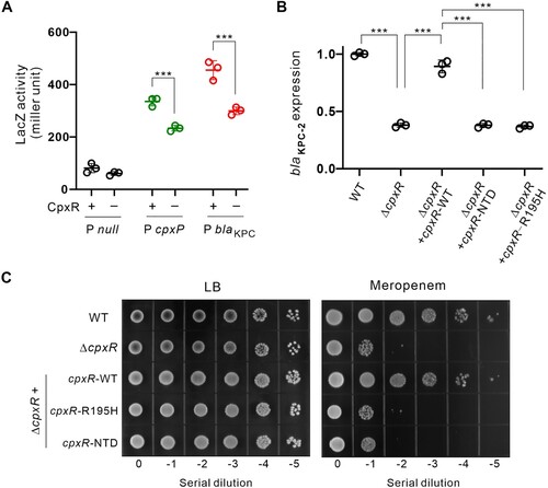 Figure 3. CpxR promotes the transcription of blaKPC. (A) The activity of lacZ reporter fused to respective promoter was determined in the presence or absence of cpxR. The promoter of cpxP was used as a positive control [Citation11]. The null promoter was used as a negative control. This experiment was performed in a heterologous system using E. coli DH5ɑΔcpxR as a surrogate host, in which the K. pneumoniae cpxR gene was provided on plasmid. (B) The expression level of blaKPC in the wild-type K. pneumoniae, ΔcpxR mutant, complementation of ΔcpxR with a wild-type cpxR, complementation of ΔcpxR with cpxRNTD (CpxR N-terminal domain), complementation of ΔcpxR with cpxRR195H. (C) Bacterial growth in the presence or absence of meropenem using 10-fold serial dilutions.