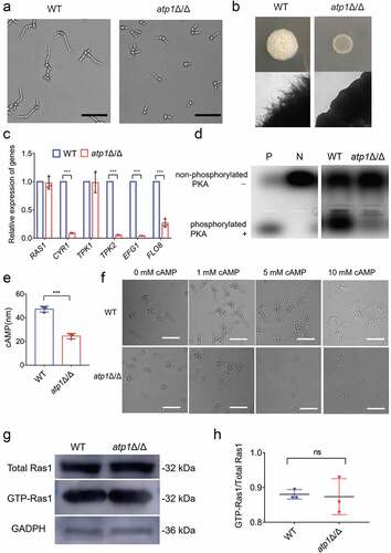 Figure 4. Deletion of the F1Fo-ATP synthase α subunit inhibits Ras1-independent cAMP-PKA pathway-induced filamentation. a and b) Filamentation of WT and atp1δ/Δ was induced at 37 °c (a) in macrophage-mimicking liquid medium (pH 5; 0.17% YNB+2% CAA+0.2% glucose) for 4 h and (b) on solid medium (pH 5; 0.17% YNB+2% CAA+0.2% glucose+2% agar) for 7 d, respectively. (c) the mRNA expression levels of the cAMP/PKA pathway genes RAS1, CYR1, TPK1, TPK2, EFG1 and FLO8 in WT and atp1δ/Δ were assessed by RT‐qPCR. (d) the phosphorylation of PKA in WT and atp1δ/Δ was assayed with a kit for cAMP-dependent phosphorylation of PKA. By comparison with a positive (P) control well and a negative (N) control well, ”+” and “-” indicate phosphorylated PKA and non-phosphorylated PKA, respectively. (e) the intracellular cAMP contents in WT and atp1δ/Δ were assessed with a kit for intracellular cAMP content assay. (f) Filamentation of WT and atp1δ/Δ in macrophage-mimicking medium was induced by adding exogenous cAMP (0, 1, 5, 10 mM) at 37 °C for 4 h. (g) the GTP-Ras1 (active Ras1, 32 kDa) levels in WT and atp1δ/Δ were determined with a Ras pull-down assay kit combined with an immunoblotting assay. GAPDH (36 kDa) acted as a loading control. (h) the ratio of band density of GTP-Ras1 to that of total Ras1 in WT and atp1δ/Δ was calculated using ImageJ. (a and f) Scale bar, 50 μm. (a, b, d, f and g) These images represent the results of one of three separate experiments. (c, e and h)The results from three separate trials were analysed by two-tailed unpaired Student’s t test and presented as the mean ± SD. ***P < 0.001; ns, not significant.