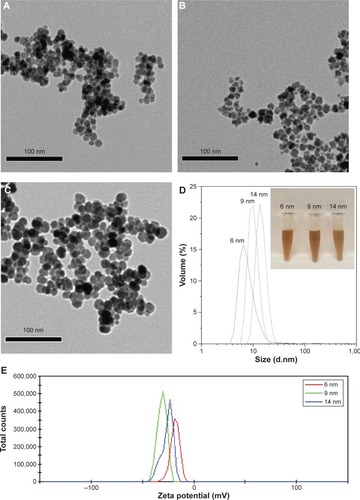 Figure 1 Characterization of Fe3O4 NPs.Notes: TEM images of Fe3O4 NPs with the diameter of 6 nm (A), 9 nm (B), and 14 nm (C). (D) The size distribution images of Fe3O4 NPs; the inserted image is the image of Fe3O4 NPs aqueous solution. (E) The zeta potential image of Fe3O4 NPs.Abbreviations: NPs, nanoparticles; TEM, transmission electron microscope.