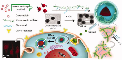 Scheme 1. An illustration of targeted DOX delivery system by surface modification on doxorubicin nanocrystals.