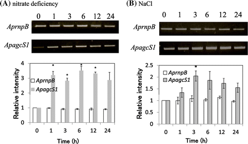 Fig. 5. Expression of mRNA for ApagcS1.Notes: (A) Nitrate-deficient stress. (B) Salt stress (2.5 M NaCl). A. halophytica cells were collected after 0, 1, 3, 6, 12, and 24 h growth. RT-PCR analysis was performed as described in “Materials and Methods.” The ribonuclease P(rnpB) gene was used as the control. The values at time 0 for each gene were set to 1.0. Asterisk indicates significant difference (p < 0.05) from the values at time 0. Each value represents the average of three independent measurements and error bars represent standard deviations.