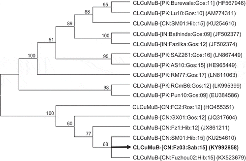 Fig. 3 Relationship of the Fujian isolate of Cotton leaf curl Multan betasatellite (CLCuMuB, black and thickened line) with other CLCuMuBs. The numbers near the branches indicate the percentage of bootstrap replicates supporting the branch. Nodes with bootstrap supports (BP) < 50% are collapsed. CLCuMuB isolates are presented according to the latest guidelines (talk.ictvonline.org/ictv_wikis/m/files_gemini/5120.aspx) and their accession numbers in NCBI are provided in brackets.