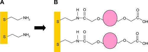 Figure S2 Schematic representation of PEGylated nanostructured surface.Notes: (A) Gold surface modification with cysteamine by SAM process; (B) AuPEG_1 immobilization via amide bond formed between activated COOH groups (using EDC/NHS) decorating the nanoparticles’ surface and the amine group of cysteamine.Abbreviations: PEG, polyethylene glycol; SAM, self-assembled monolayer; NHS, N-hydroxysuccinimide; EDC, N′-ethylcarbodiimidehydrochloride; AuNPs, gold nano-particles; AuPEG, PEG-coated AuNPs.