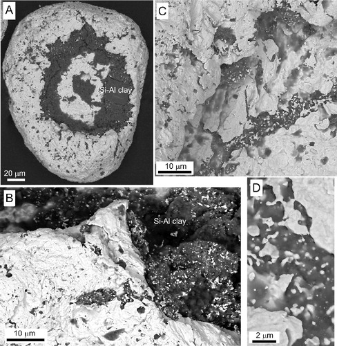 Figure 10 Backscatter scanning electron micrographs of Ourawera Stream gold, as in Fig. 8, but displaying authigenic gold overgrowths. A, B, Toroidal detrital particle with clay-rich polymorphic encrustation (dark) and microparticulate authigenic gold (white specks) overgrowing the polymorphic clay-rich encrustation; C, D, microparticulate gold and gold bud overgrowths on detrital gold toroid surface.