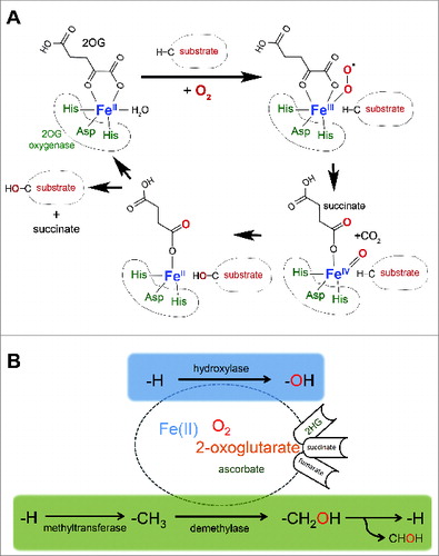 Figure 1. 2-oxoglutarate-oxygenase catalysis.(A) Catalytic cycle. Catalysis requires essential co-factors Fe(II), molecular oxygen (O2), and the Krebs cycle intermediate 2-oxoglutarate (2OG), together with the ‘2-His 1-carboxylate’ motif (His-Asp-His) within the active site of the enzyme. Note that one atom of oxygen from molecular oxygen is incorporated into the product, and that the reaction generates succinate and carbon dioxide. (B) 2OG-oxygenases catalyze stable hydroxylation (blue box) and demethylation via hydroxylation (green box) of DNA, RNA, lipid and protein. Note that ascorbate is required for full activity of a subset of 2OG-oxygenases (hence the smaller font). Hydroxylation of a methyl group generally creates a highly unstable hydroxymethyl intermediate that decomposes into formaldehyde (CHOH) and the unmodified residue. The fate of the formaldehyde is not known, but may be metabolized by formaldehyde dehydrogenase. Note that in some chemical contexts hydroxylation of a methyl group can create a stable hydroxymethyl product, such as that catalyzed by TETs. The oncometabolite 2-hydroxyglutarate (2HG) can interfere with 2OG-oxygenase function by acting as an activating co-substrate in some instances, or as a 2OG competitive inhibitor in others. Succinate and fumarate inhibit 2OG-oxygenases by product inhibition and 2OG competition, respectively.