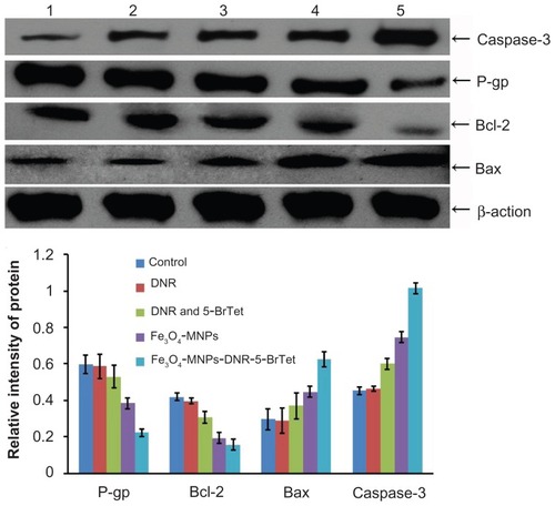 Figure 6 Expression of P-glycoprotein and apoptosis-related protein after treatment.Notes: (1) Control, (2) DNR, (3) DNR and 5-BrTet, (4) Fe3O4-MNP, and (5) Fe3O4-MNP-DNR-5-BrTet.Abbreviations: P-gp, P-glycoprotein; DNR, daunorubicin; 5-BrTet, 5-bromotetrandrine; MNP-Fe3O4, magnetic nanoparticles of Fe3O4.