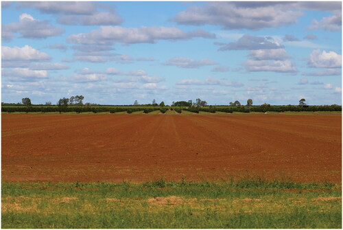 FIGURE 1 Red soil.