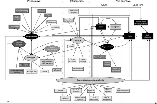 Figure 1 Schematic illustration of the processes involved in the development of chronic postsurgical pain and pain disability showing relationships among preoperative, intraoperative, and postoperative risk/protective factors. Copyright © 2009 Katz and Seltzer. Adapted with permission from Katz J, Seltzer Z. Transition from acute to chronic postsurgical pain: risk factors and protective factors. Expert Rev Neurother. 2009;9(5): 723–744.Citation3