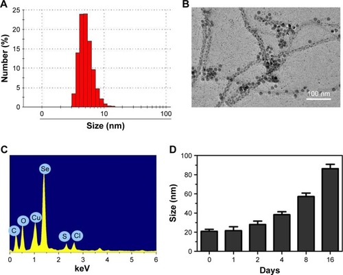 Figure 1 Characterization of RGDfC-Se@DOX.Notes: (A) Particle size distribution of RGDfC-Se@DOX. (B) Representative TEM image featuring RGDfC-Se@DOX. (C) EDX analysis of RGDfC-Se@DOX. (D) Stability observation of RGDfC-Se@DOX in aqueous solution. RGDfC-Se@DOX, selenium nanoparticles conjugated with RGDfC and DOX.Abbreviations: DOX, doxorubicin; EDX, energy-dispersive X-ray; TEM, transmission electron microscopy.