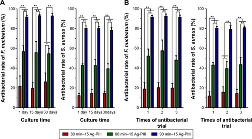 Figure 8 Antibacterial rates of the Ag-PIII groups after being incubated in PBS for 1 day, 15 days, and 30 days (A) and repeated bacterial attack (B).Notes: No significant changes are found from the antibacterial rates of the Ag-PIII groups after incubation in PBS for up to 30 days and three cycles of bacteria exposure. All the data are expressed as means ± standard deviations (n=3). *P<0.05 and **P<0.01. 30 min–15 Ag-PIII, titanium surfaces treated by first SLA procedure and then silver plasma immersion ion implantation at 15 kV for 30 minutes; 60 min–15 Ag-PIII, titanium surfaces treated by first SLA procedure and then silver plasma immersion ion implantation at 15 kV for 60 minutes; 90 min–15 Ag-PIII, titanium surfaces treated by first SLA procedure and then silver plasma immersion ion implantation at 15 kV for 90 minutes.Abbreviations: Ag-PIII, silver plasma immersion ion implantation; PBS, phosphate-buffered saline; SLA, sand-blasted, large grit, and acid etched; min, minutes.