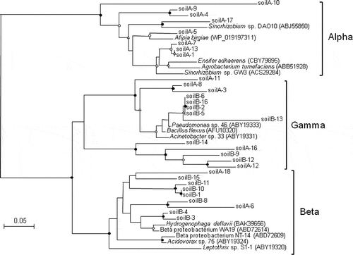 Figure 3 Neighbor-joining phylogenetic tree of putative arsenite oxidase (AioA) amino acid sequences found in two types of soil slurries (soil A and soil B). Circles and triangles at the branch nodes represent bootstrap percentages (1000 replicates): filled circles, 90–100%; open circles, 70–89%; open triangles, 50–69%. Values < 50% are not shown. The scale bar represents the estimated number of substitutions per site.