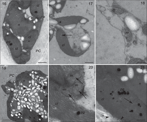 Figs 16–21. Transmission electron microscopy of the RDES strain of Gracilaria birdiae. Figs 16–18. Individuals exposed to PAR (control). Fig. 16. Cortical cell: chloroplasts arranged around the nucleus. Fig. 17. Chloroplast with genophore (arrow). Fig. 18. Detail of mitochondria. Figs 19–21. Cortical cells of individuals exposed to PAR+UV-B (0.08 W m–2) during 28 days (3 h per day). Fig. 19. Starch grains scattered on the cytoplasm. Fig. 20. Mitochondria with disintegrated cristae (arrows). Fig. 21. Cell wall-producing vesicles (arrowheads) and chloroplast with separated thylakoids (arrow). Chloroplast (cl), starch grain (a), mitochondria (m), nucleus (n), cell wall (PC) and plastoglobuli (pg). Scale bars = 0.5 µm (Figs 16, 20, 21); 0.2 µm (Figs 17, 18); 2 µm (Fig 19).