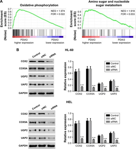 Figure 5 Mechanisms of how PDIA3 exerts its function in AML.