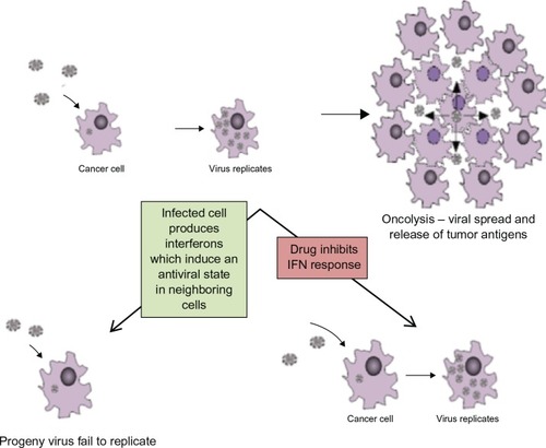 Figure 3 Anti-viral host response mediated by IFN (interferon) induces apoptosis of surrounding cells. By using drug to block innate antiviral defence mechanism the infected cell will not signal other nearby cells to ‘warn’ them about the virus, hence viral replication will occur.