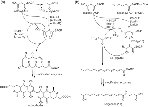 Figure 3. Biosynthesis of an aromatic polyketide and a polyene polyketide by type II PKS systems. Overview of biosynthetic pathways of actinorhodin (a) and ishigamide (19) (b) are shown as examples, respectively.