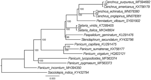 Figure 1. The ML phylogenetic tree for Pennisetum villosum based on other 16 taxa (4 of Cenchrus, 6 of Panicum, 1 of Paspalidium, 1 of Sacciolepis, 2 of Setaria and 1 of Stenotaphrum) plastid genomes.