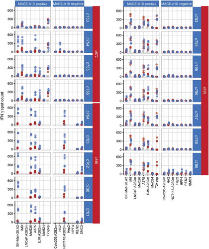 Figure 3. Characterization of three affinity-enhanced TCR panels arising from the c672, c740 and c728 parental TCRs, using cellular assays.The response of each affinity-enhanced TCR panel to MAGE-A10+ and MAGE-A10− target cell lines is shown, with daughter TCRs sorted in order of increasing affinity (top to bottom) for each parent. MAGE-A10+ cell lines are shown in order of increasing MAGE-A10 expression (left to right), as assessed by RT-qPCR. Red points represent average numbers of IFN-γ spot forming units (SFU) for T-cells obtained from two donors and transduced with each parental TCR, each measured in triplicate. Blue points represent the responses of T-cells transduced with the daughter TCR, while grey points represent the responses of non-transduced cells (consistently < 50 SFU).