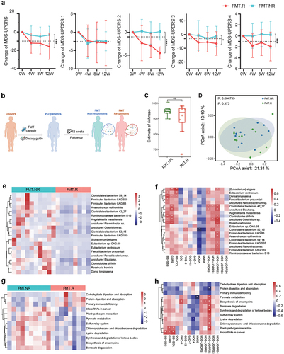 Figure 3. Comparison of gut microbiota between responders and non-responders after FMT treatment. A: patients who underwent FMT treatment had different responses during follow-up according to the MDS-UPDRS score, and the FMT cohort was subdivided into FMT responders (FMT.R, red lines) and FMT non-responders (FMT.NR, cyan lines) based on MDS-UPDRS 2, FMT.R showed a remarkable decrease in MDS-UPDRS total, part 2, part 3, and part 4 score (*: P < .05, **: P < .01, ***: P < .001, ***: P < .0001, generalized estimating equation); B: schematic illustration of subgroup analysis in the FMT arm; C: α-diversity of gut microbiota in FMT.NR and FMT.R subgroups according to estimate of richness; D: Principal coordinates analysis (PCoA) of the microbiota based on the unweighted unifrac distance between FMT.R and FMT.NR subgroups at the end of this trial by R package Vegan; E: metagenomic sequencing analysis showed there are 20 microbial species with significantly different abundance by comparing FMT.NR with FMT.R subgroup; F: the correlation analysis of gut microbiota taxa and clinic outcome of gastrointestinal disorders, PD symptoms, cognition, and depression (*p <.05, **P <.01, Spearman correlation analysis); G: different functional pathways between FMT.NR and FMT.R subgroup; H: the correlation analysis of gut microbiota functional pathways and clinic outcomes. (*p <.05, **P <.01, Spearman correlation analysis).