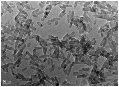 Figure 1 Transmission electron microscopy images of the morphology of nano calcium-deficient apatite.