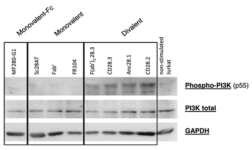 Figure 4. Activation of PI3K pathway with divalent or monovalent anti-CD28 mAbs. (A) Expression of Phospho-PI3K, total PI3K and GAPDH was assessed by Western Blot in lysate of Jurkat T cells stimulated 5 min. at 37°C with 10 µg/ml of each indicated mAb in the liquid phase plus immobilized anti-CD3 antibodies. Results are representative of 4 independent experiments.