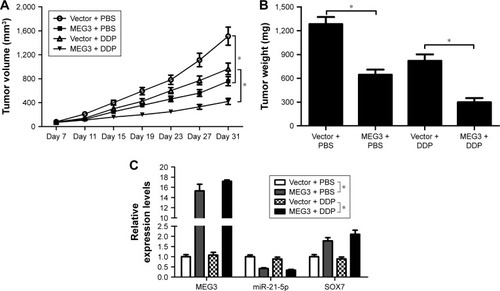 Figure 7 Overexpression of MEG3 increased the sensitivity of DDP-resistant NSCLC cells to DDP in vivo.