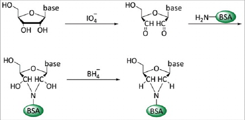 Figure 2. Conjugation of nucleosides to carrier proteins. In a first step the 2′ and 3′ hydroxyl groups of the ribose of the nucleic acid are oxidized with IO4− at pH9–9.5. This allows the coupling to primary amino groups of carrier proteins, e.g., ϵ-NH2-group of lysine residues. The resulting unstable acid is subsequently stabilized by reduction with NaBH4.