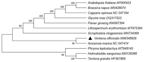 Figure 1. Maximum likelihood phylogenetic tree was constructed by using MEGA X. It was based on complete chloroplast genome sequence of V. officinalis, along with selected 11 relevant species downloaded from GenBank.