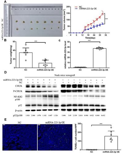 Figure 5 MiRNA-223-3p affected MCL development in vivo. Two groups of nude mice were applied. Group 1, nude mice received injection of NC Jeko-1 cells (NC group, n=7). Group 2, nude mice received injection of miRNA-223-3p OE Jeko-1 cells (miRNA-223-3p OE group, n=7). (A, B) MiRNA-223-3p overexpression significantly suppressed tumor growth in volume and weight (***P<0.001, t-test). (C) MiRNA-223-3p expression in tumor tissues were detected by qPCR (***p<0.001, t-test). (D) Protein expression of CHUK, phospho-CHUK and the level of NF-ƘB2 p100 processing into p52 in tumor tissues were detected by Western blot. (E) Apoptotic Jeko-1 cells in tumor tissues were analyzed in a TUNEL assay. TUNEL+cell number/HPF of miRNA-223-3p OE group was significantly increased with respect to NC group (***p<0.001, t-test). Scale bars are 50 um.