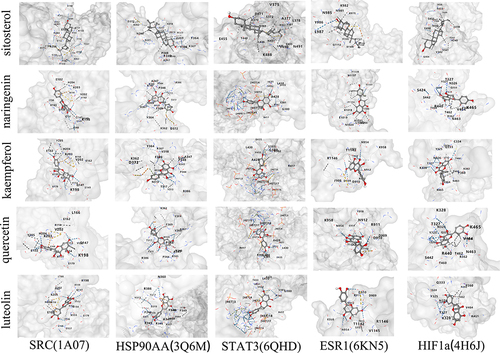 Figure 10 The 3D map of each docking diagram.