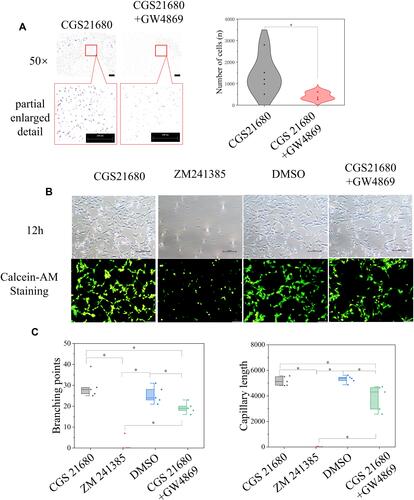 Figure 8 The role of ADA2AR in macrophage-exosomes regulating VECs. (A) inhibited macrophage secreting exosomes decreased the VECs migration. Macrophages were treated with CGS21680 or CGS21680+10μM GW4869 and the supernatant of macrophages was used in the lower chamber in Transwell inserts (8-µm pore size). Transwell images, ×50; original scale bar, 200 μm. The violin plots showed the difference between groups, *p<0.05. n=5. (B) Inhibited macrophages-exosomes inhibited tube formation. Macrophages were treated with CGS21680, ZM241385, DMSO or CGS21680+GW4869 and the supernatant of macrophages was used. The contrast and brightness were evenly adjusted for each picture. Images ×100; original scale bar, nonfluorescent images 100 μm; fluorescent images 50 μm. (C) Half-box graphs showed the difference between groups, *p<0.05. n=5.