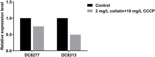 Figure 2 Mcr-1 gene expression in colistin-resistant E. coli in the absence of antibiotics and following 2 mg/L colistin +10 mg/L CCCP.