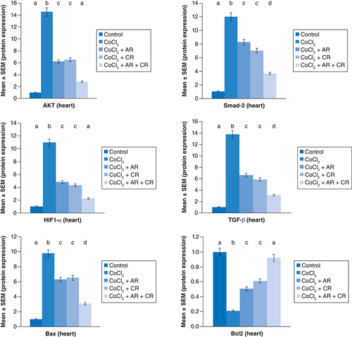 Figure 9. Impact of Arginine (AR), Carnosine (CR) and their combination on AKT, Smad-2, HIF1-α, TGF-β, Bax and Bcl2 protein expression post CoCl2 induced heart toxicity.Data are expressed as mean ± S.E.M (n = 10). p ≤ 0.05 value is considered significant. Groups having the same letter are not significantly different from each other, while those having different letters are significantly different from each other.