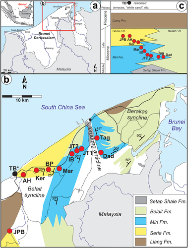 Figure 1. Geographic and geological positions of the localities that yielded the reported otoliths. Note that the depositional age of the outcrops gets younger from east to west. Miri Formation sites: Dad – Dadap, Tag – Tagap, JT1 – Tanjong Nangka, JT2 – Jalan Tutong 2, IB – Ikas Bandung, Mar – Maraburong; Seria Formation sites: PB – Pak Bidang; Ker – Keriam; AH – Ambug Hill, JBP – Jalan Pak Bidang. Reworked specimens were also discovered on Tutong beach (TB*).