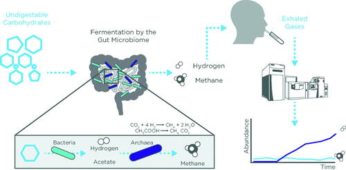 Figure 3. The biological mechanisms underpinning HMBT for gastrointestinal diseases.