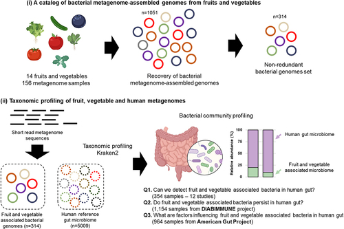 Figure 1. Overview of the bioinformatic workflow for the recovery of metagenome-assembled genomes (MAGs) from fruits and vegetables and the detection of their presence in the gut. Using a total of 2,426 human gut metagenomes, this study attempted to address three research questions Q1 - can we detect fruit and vegetable associated bacteria in the human gut? Q2 - do fruit and vegetable associated bacteria persist in the human gut? Q3 - what are factors influencing fruit and vegetable associated bacteria in the human gut?