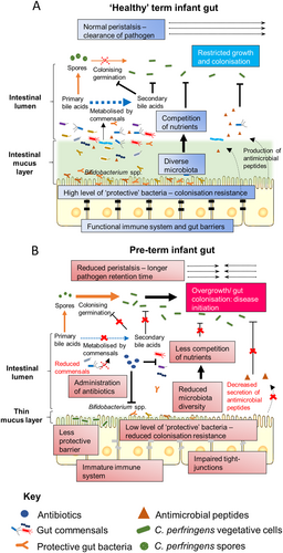 Fig. 4 Proposed infection mechanisms that underlie C. perfringens-associated NEC.a In non-NEC ‘healthy’ term infant gut. b In pre-term infant gut that leads to C. perfringens-associated NEC