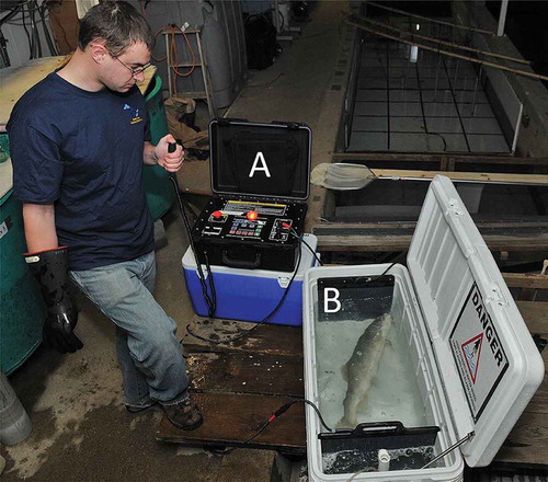 FIGURE 1. Photograph of a lean Lake Trout undergoing electrosedation with a Portable Electrosedation System unit (Smith-Root, Inc.; A = power supply box; B = exposure chamber).