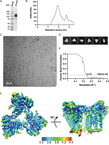 Figure 2. Purification and single particle cryo-EM of ATG9B. (A) Coomassie Blue stained gel of purified ATG9B (MWM = molecular weight markers) (B) size exclusion chromatogram of purified ATG9B. (C) Representative cryo-EM micrograph of purified ATG9B in vitrified ice and (D) 2D class averages of particles from these data. (E) FSC (fourier shell correlation) of the C3 symmetry imposed 3D reconstruction of ATG9B (EMD-17789). (F) C3 symmetry-imposed 3D reconstruction of ATG9B from cryo-EM colored by local resolution (Å).