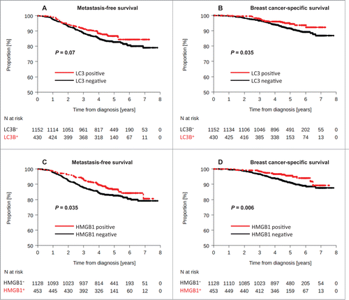 Figure 4. Kaplan-Meier survival plots for the validation cohort after analysis of LC3B and HMGB1. Metastasis-free survival (MFS) of BC patients included in the PACS04 trial after stratification of patients according to (A) cytoplasmic LC3B puncta in BC cells (>10% = positive, or<10% = negative), or (C) nuclear HMGB1 expression in breast cancer cells (>50% = positive, or <50% = negative). Breast cancer-specific survival (BCSS) in the PACS04 trial according to (B) cytoplasmic LC3B puncta and (D) nuclear HMGB1 expression. P values were calculated using the log-rank test.