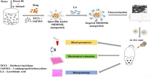 Figure 1 Schematic presentation of nanoparticle preparation, its characterization and in vivo study.