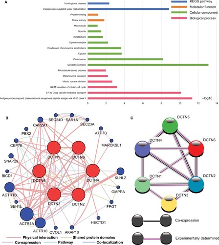 Figure 1 (A) Study of enriched GO terminology and KEGG pathways for DCTN genes assessed by DAVID; (B) DCTN gene interaction networks among selected genes generated by GeneMANIA; (C) STRING physical and functional connections of DCTN genes.Abbreviations: DAVID, Database for Explaining, Visualization, and Integrated Discovery; DCTN, dynactin; ER, endoplasmic reticulum; GeneMANIA, Gene Multiple Association Network Integration Algorithm; GO, gene ontology; KEGG, Kyoto Encyclopedia of Genes and Genomes; MHC, major histocompatibility complex; STRING, Search Tool for the Retrieval of Interacting Genes/Proteins.