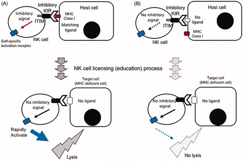 Figure 3. NK cells recognize self MHC class I, leading to MHC class I-deficient cell killing (A), which does not occur in the absence of recognition (B) (modified from Reference [Citation36]).
