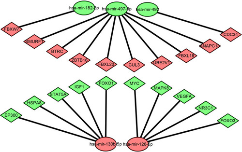 Figure 8 The miRNA-hub gene regulatory network.