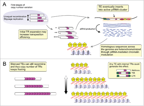 Figure 1. General layout for transposable element (TE)-derived tandem repeat (TR) expansion and heterochromatin formation. (A) At some point in the TE life cycle one of its copies inserts into an active piRNA cluster and then serves as a template for the generation of complementary piRNAs that silence homologous sequences in the genome via heterochromatin formation. (B) The heterochromatinized TE copies harboring internal TRs are prone to suffering unequal recombination. This TR concertina generates variation in the size of heterochromatin blocks what may in turn affect gene expression. TIR: Terminal Inverted Repeats; LTR: Long Terminal Repeats.